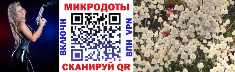Галлюциногенные грибы Psilocybe Жиздра
